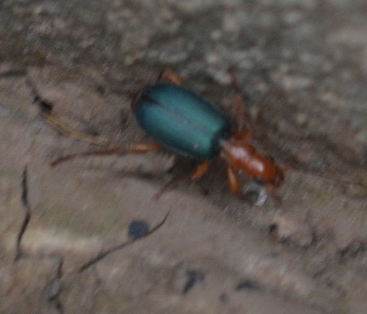 Brachinus