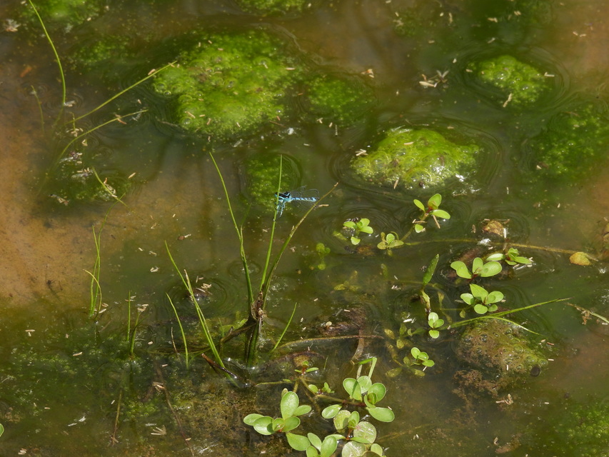 Coenagrion ornatum - díszes légivadász