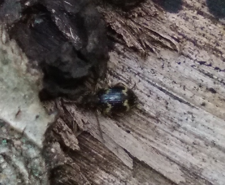 Ptinus rufipes - vöröslábú tolvajbogár