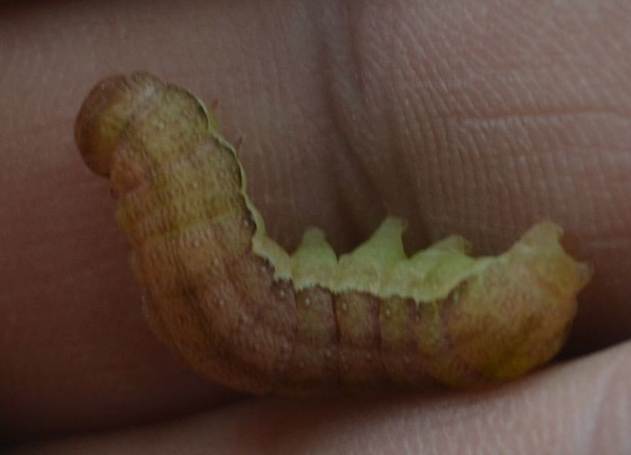 Agrochola