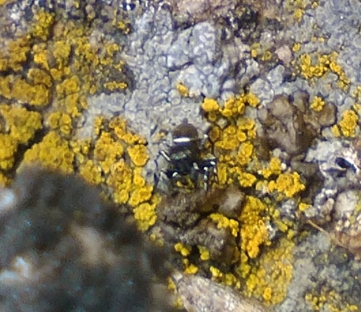 Heliophanus