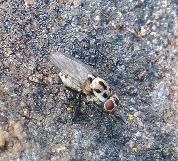 Anthomyia pluvialis
