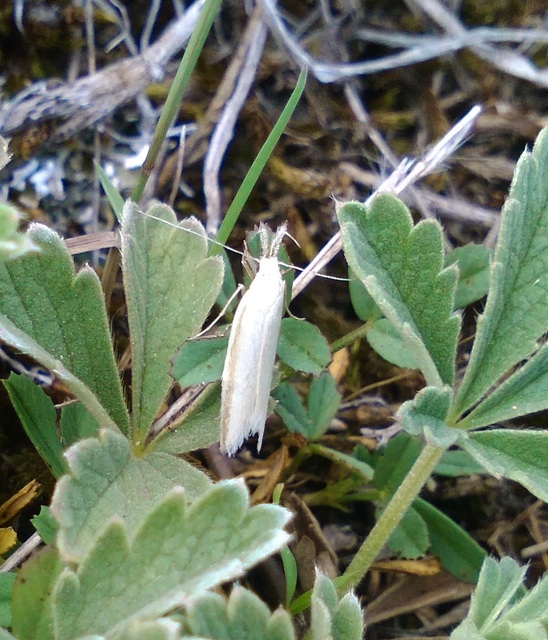 Pleurota