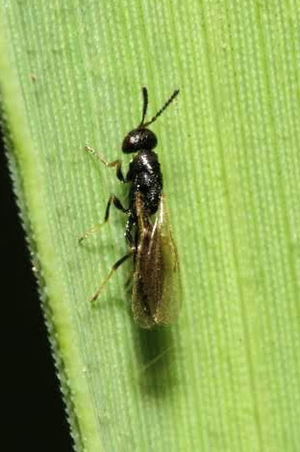 Eurytomidae - hengeres fémfürkészek