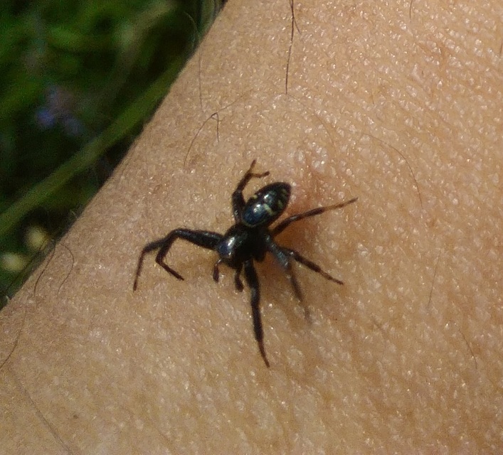 Synema globosum/ornatum