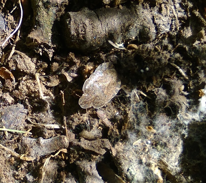 Sciocoris Sciocoris