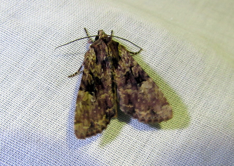 Apamea epomidion - vörösbarna dudvabagoly