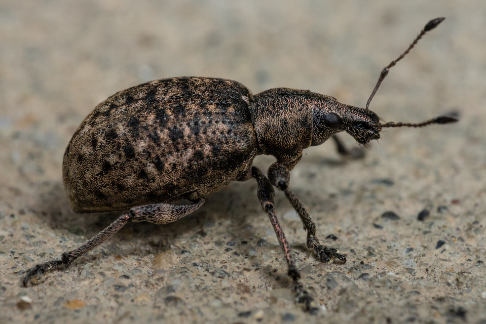 Liophloeus tessulatus - kockás barabolyormányos