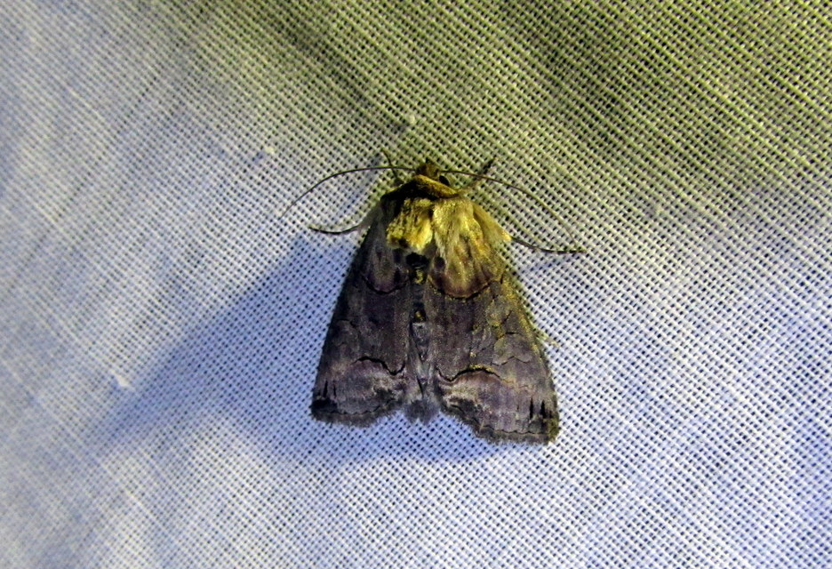 Abrostola triplasia - közönséges csalánbagoly