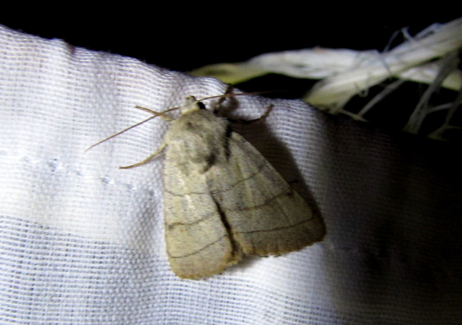 Charanyca trigrammica - háromsávos lombbagoly