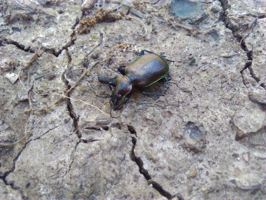 Calosoma inquisitor - kis bábrabló