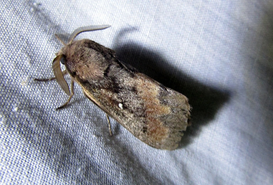 Dendrolimus pini - fenyőpohók