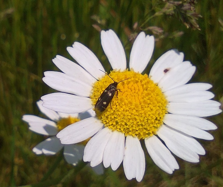 Parascythris muelleri - kétpettyes zöldmoly