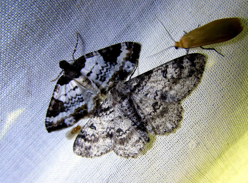 Melanthia procellata - hullámos tarkaaraszoló