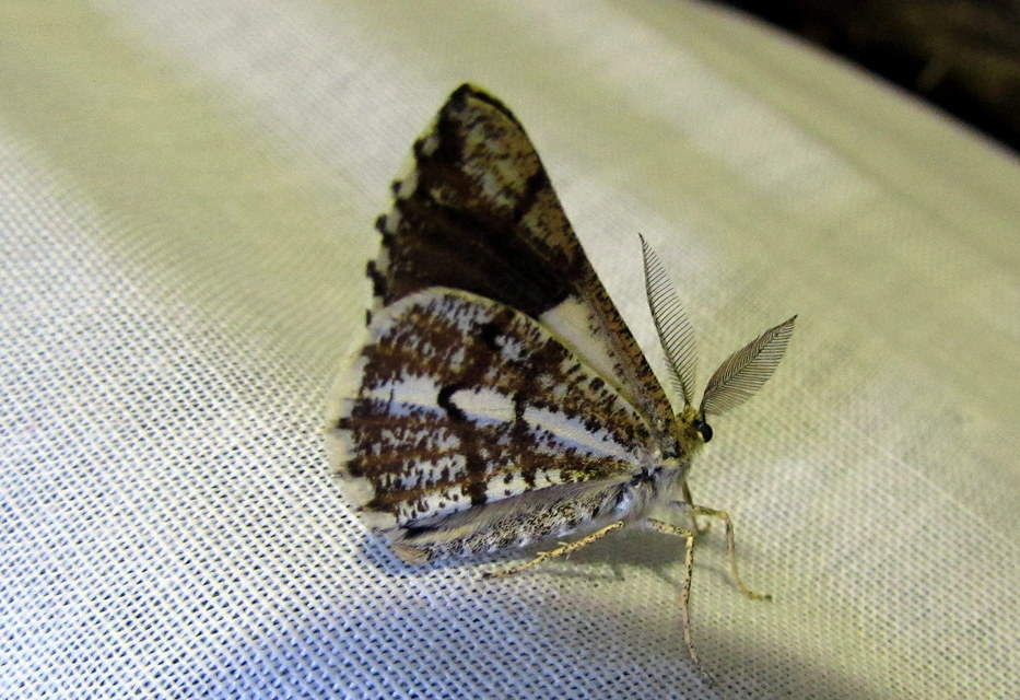 Bupalus piniaria - fenyőaraszoló