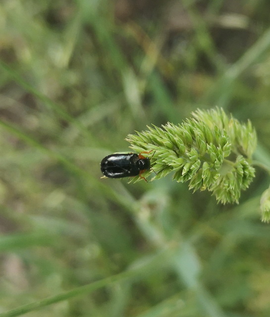 Smaragdina