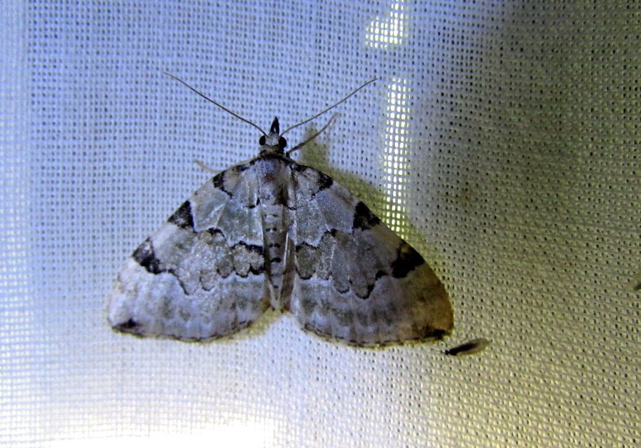 Colostygia pectinataria - zöld levélaraszoló