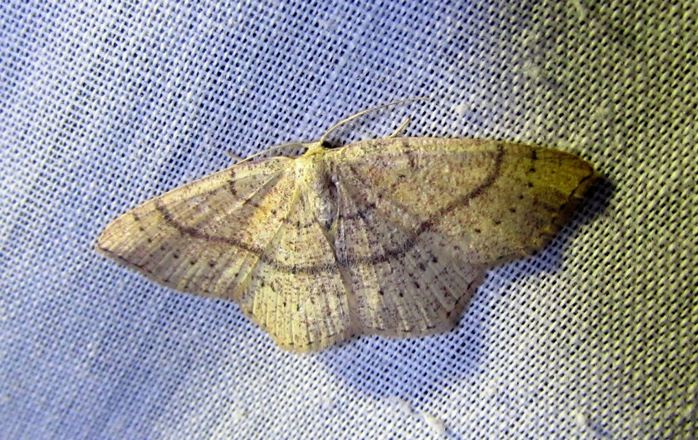 Cyclophora ruficiliaria - vörösrojtú pettyesaraszoló