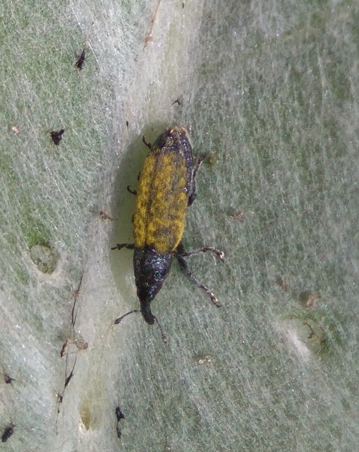 Lixus cardui/filiformis