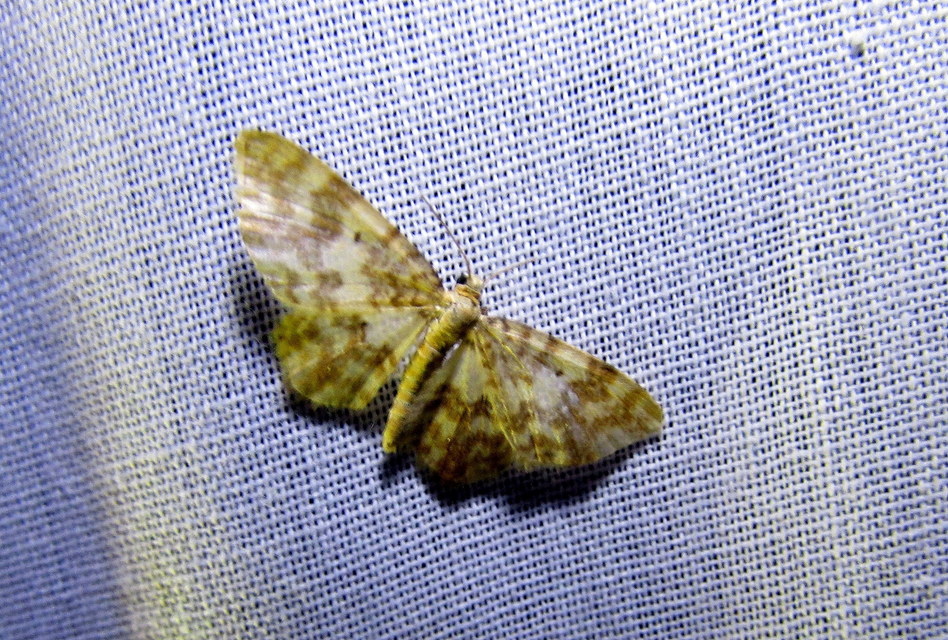 Hydrelia flammeolaria - narancssárga araszoló
