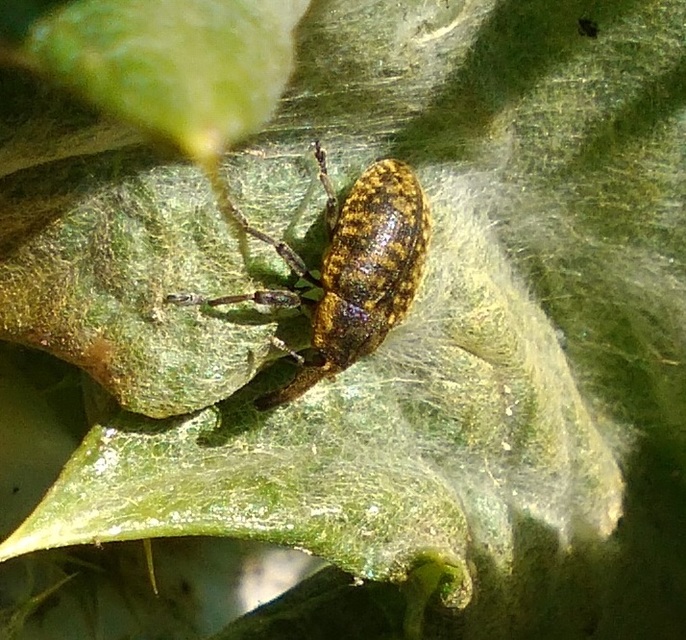 Larinus sturnus - aszat-púderbarkó