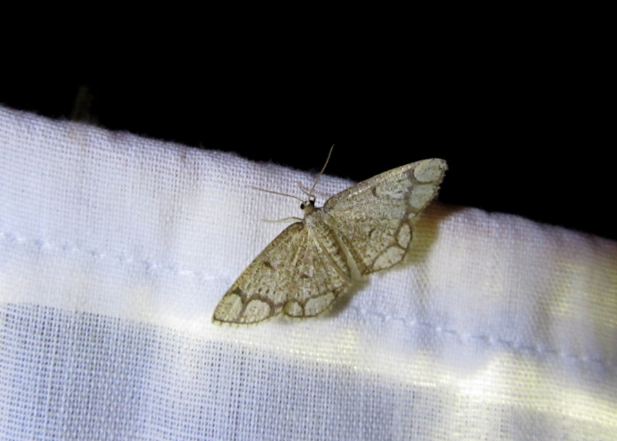 Stegania cararia - gyűrűs nyáraraszoló
