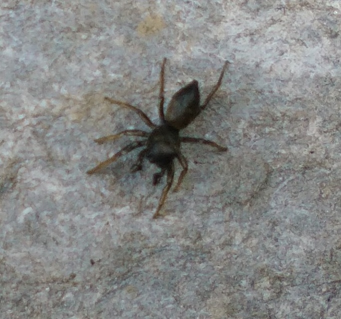 Heliophanus