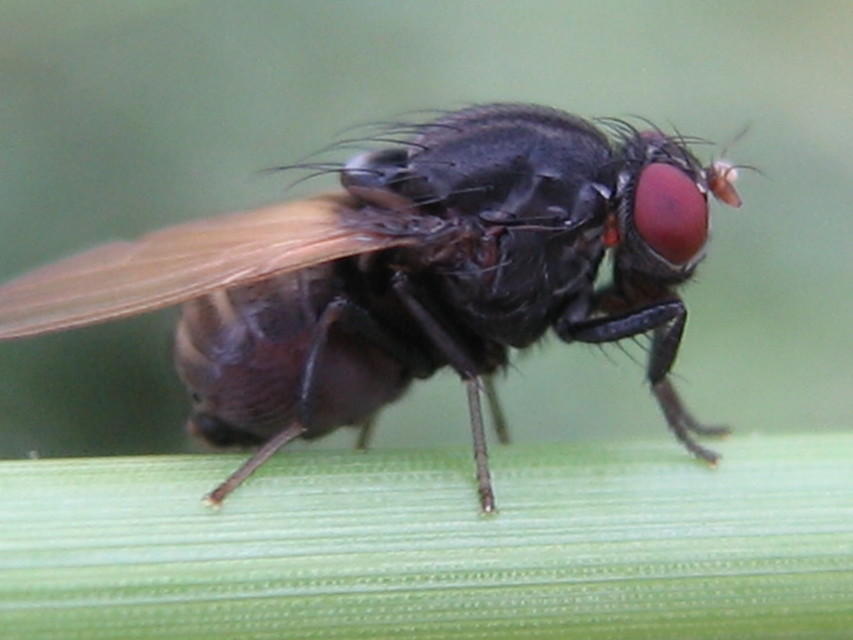 Minettia longipennis