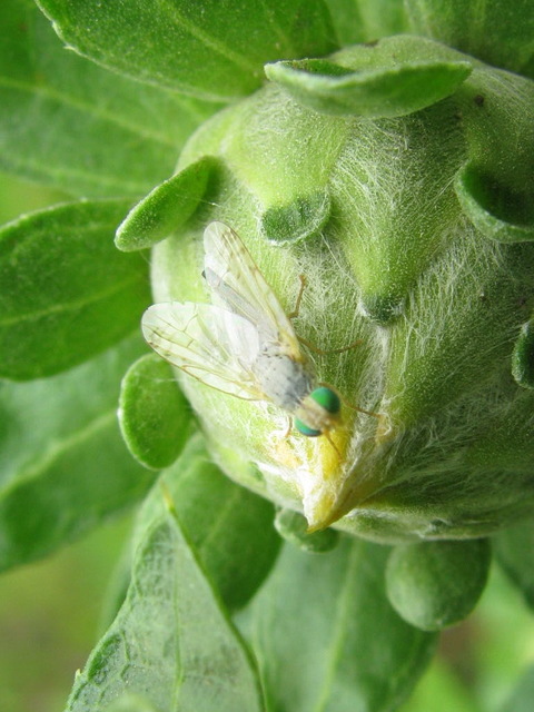 Tephritidae - fúrólégyfélék