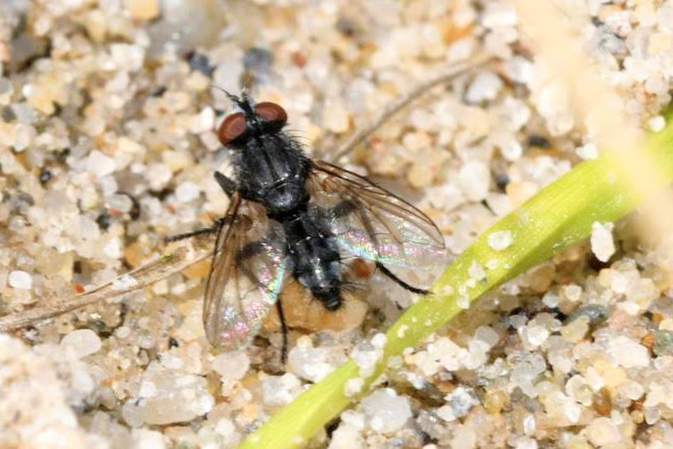 Sarcophagidae - húslégyfélék