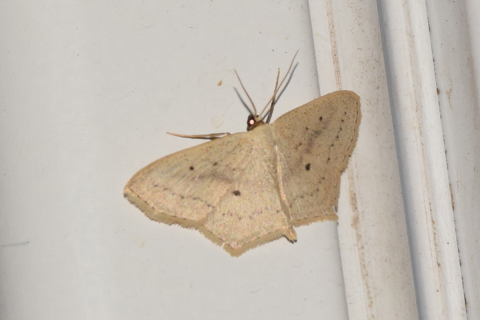 Scopula flaccidaria - alföldi sávosaraszoló