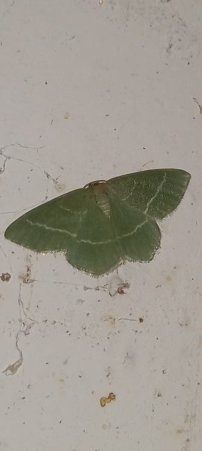 Chlorissa viridata/cloraria