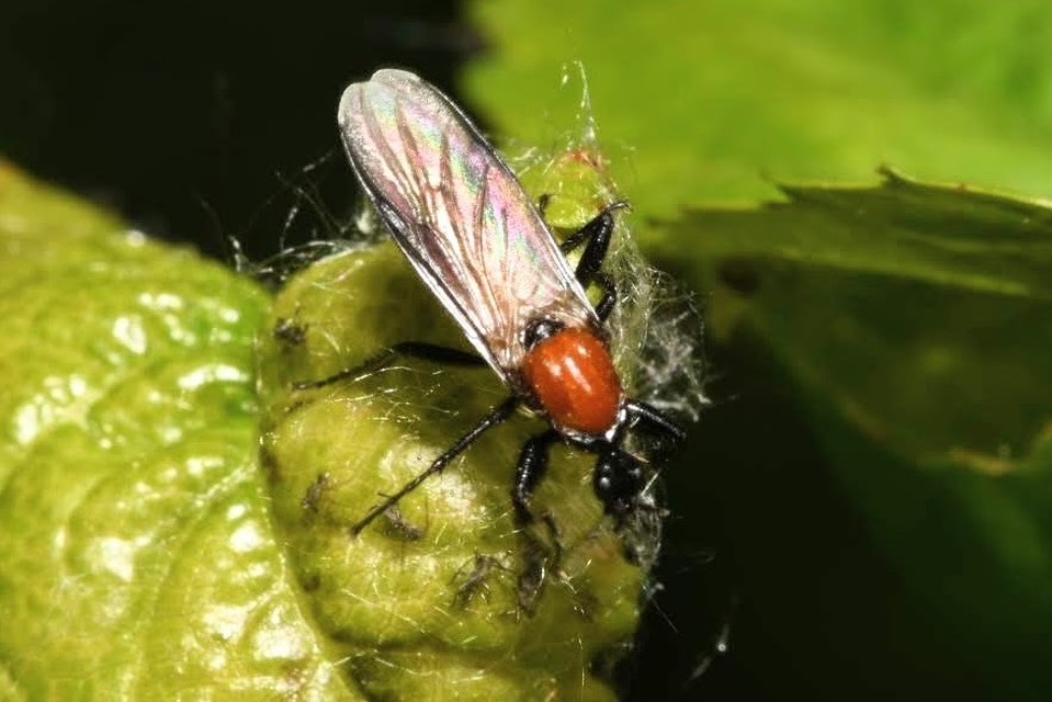 Bibio hortulanus - kerti bársonylégy