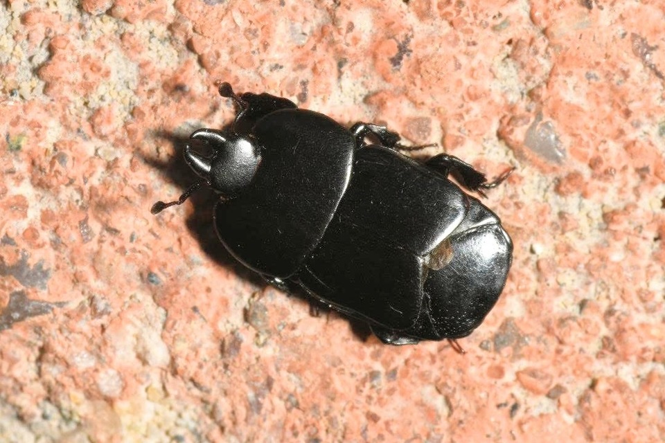 Hololepta plana - lemez-sutabogár
