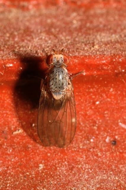 Pseudolyciella pallidiventris