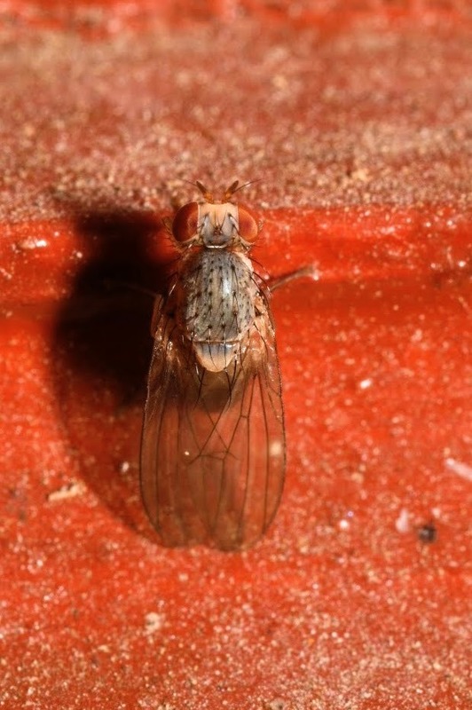 Pseudolyciella pallidiventris