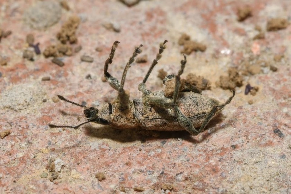 Tanymecus palliatus - közönséges hegyesfarúbarkó