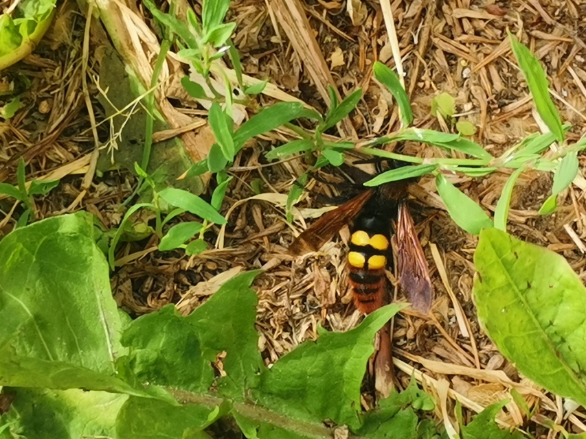 Megascolia maculata - óriás-tőrösdarázs