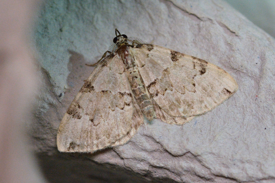 Colostygia pectinataria - zöld levélaraszoló