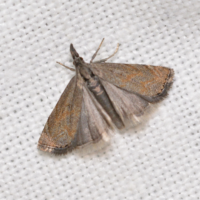 Platytes cerussella - törpe fűgyökérmoly