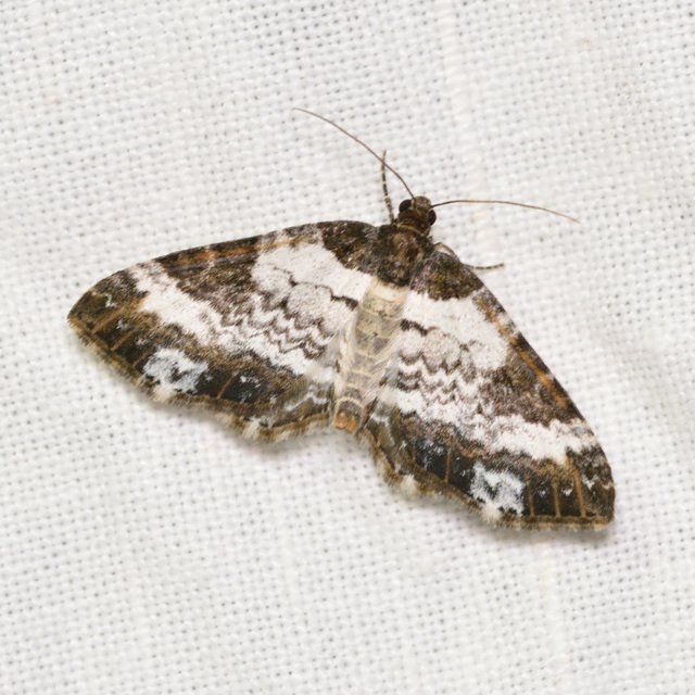 Melanthia procellata - hullámos tarkaaraszoló