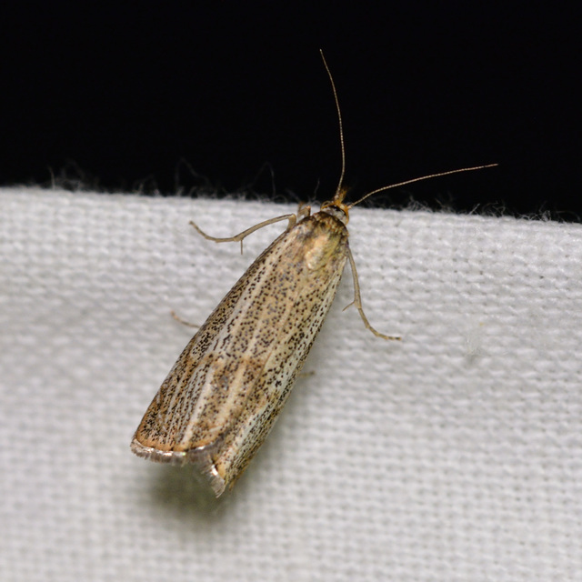 Thisanotia chrysonuchella - tavaszi fűgyökérmoly