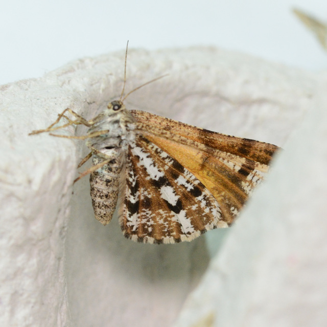 Bupalus piniaria - fenyőaraszoló