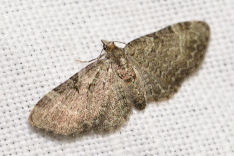 Pasiphila chloerata - hamvas törpearaszoló