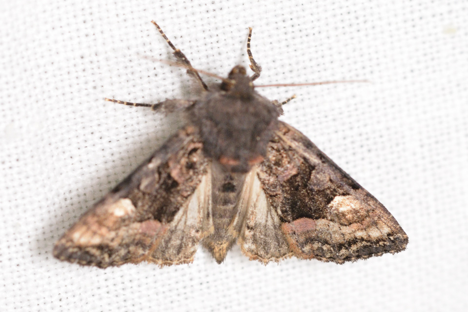 Euplexia lucipara - szeder-csipkésbagoly