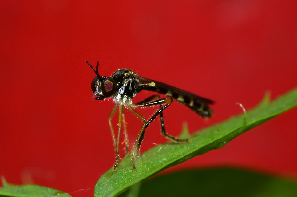 Dioctria