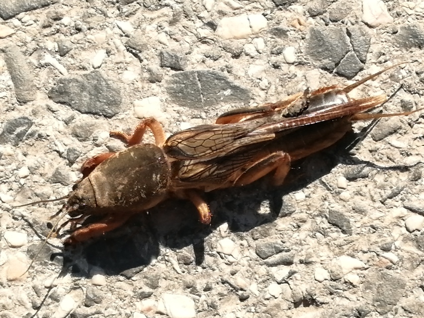 Gryllotalpa
