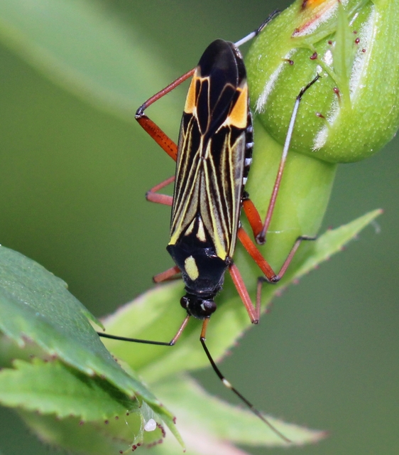 Miris striatus - sávos mezeipoloska
