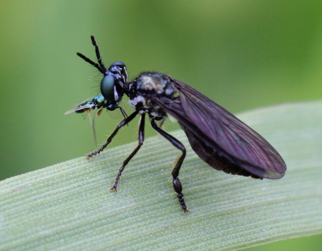 Dioctria harcyniae