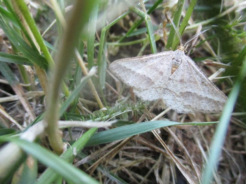 Tephrina arenacearia - lucerna-araszoló
